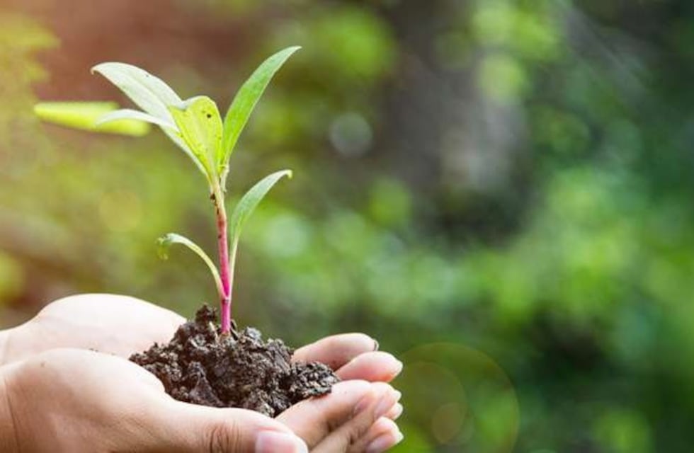 Se realizará un taller sobre transplante de Tabaquillo en Mina Clavero