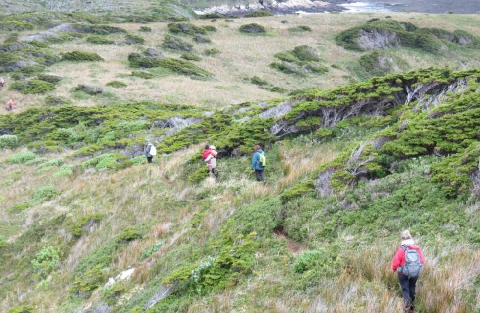Se extiende Convocatoria a Planes de Manejo y Conservación Bosques Nativos