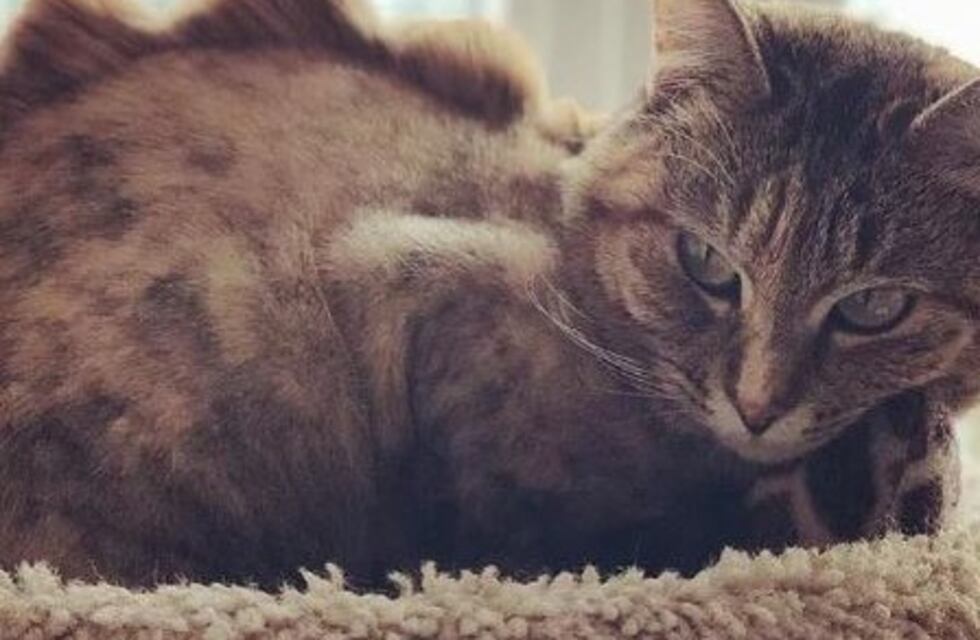 Catzilla: la nueva tendencia que alienta a dejar a tu gato igualito a Gotzilla