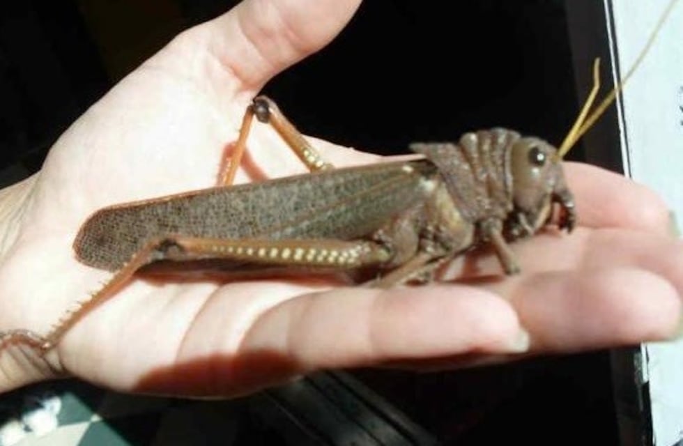 Langostas gigantes invaden la ciudad de Caucete en San Juan