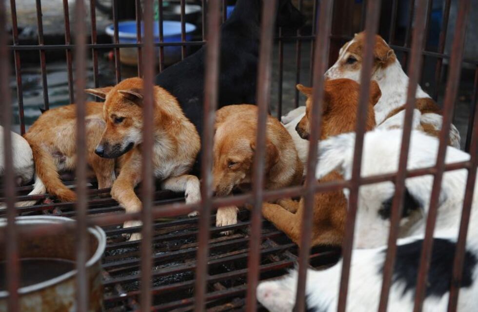 "Coman menos perros", el pedido oficial en Hanói, la capital de Vietnam