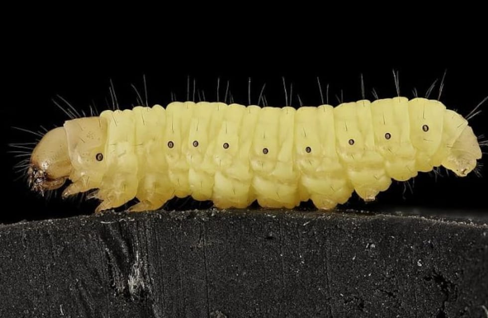 El asombroso juego visual del gusano que pocas personas pueden resolver