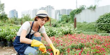 Female garden worker in apron and rubber gloves taking care of plants and prunning flowers