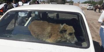 Los perritos fueron trasladados en las movilidades de los proteccionistas\u002E