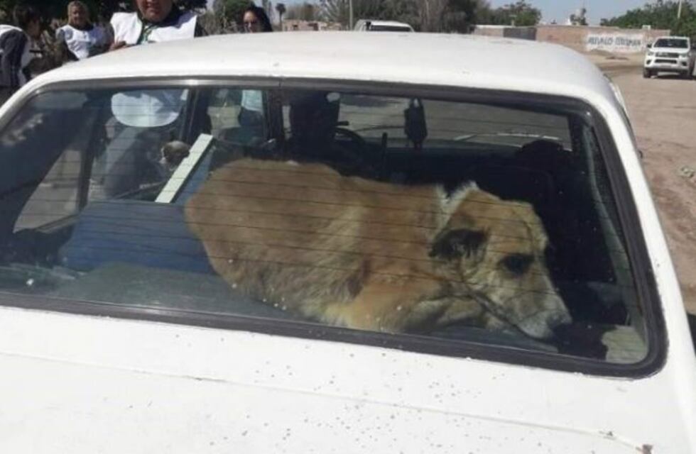 Mega operativo para rescatar a los animales de una villa erradicada