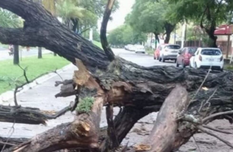 Se tiró de la moto y evitó morir aplastado por la caída de un árbol