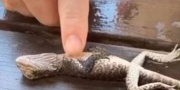 Bombero ayuda a un lagarto