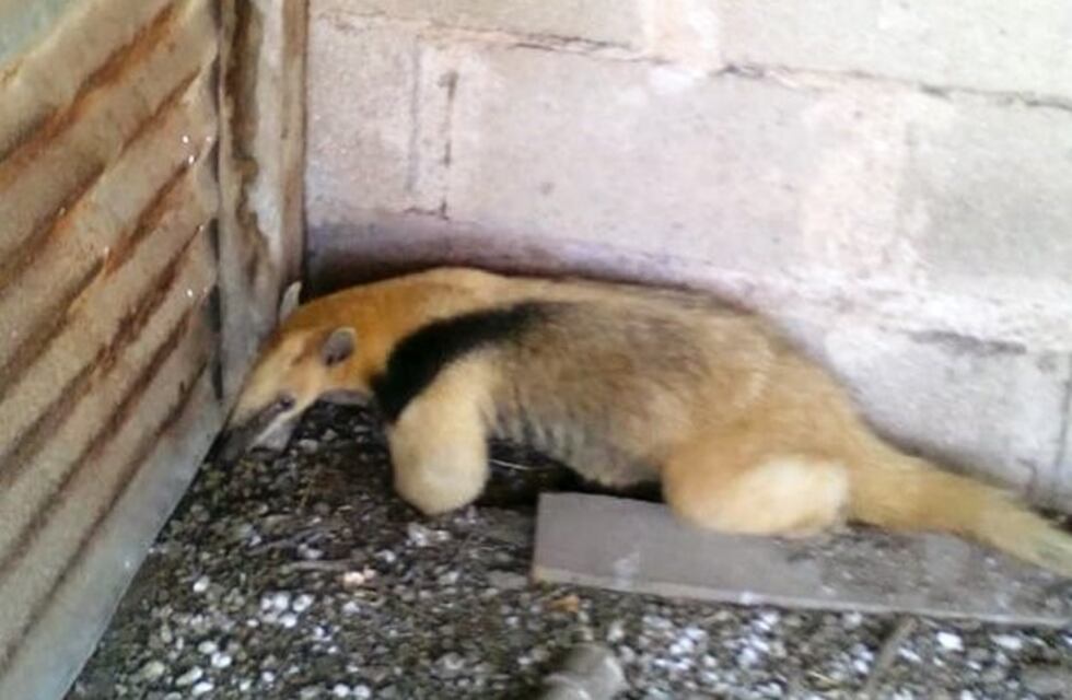 Un osito melero fue rescatado por la Patrulla Ambiental y liberado en el Cerro Colorado