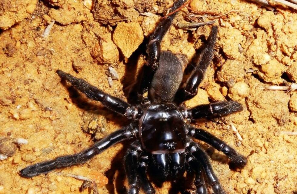 Mató a una araña con un dardo y lo acusaron de maltrato animal