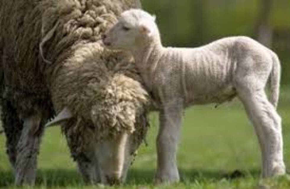 Llevaban 4 corderos intentaron escapar y los detuvo la policía en Sacanta