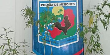 Incautaron plantas de marihuana en una vivienda de Puerto Iguazú\u002E