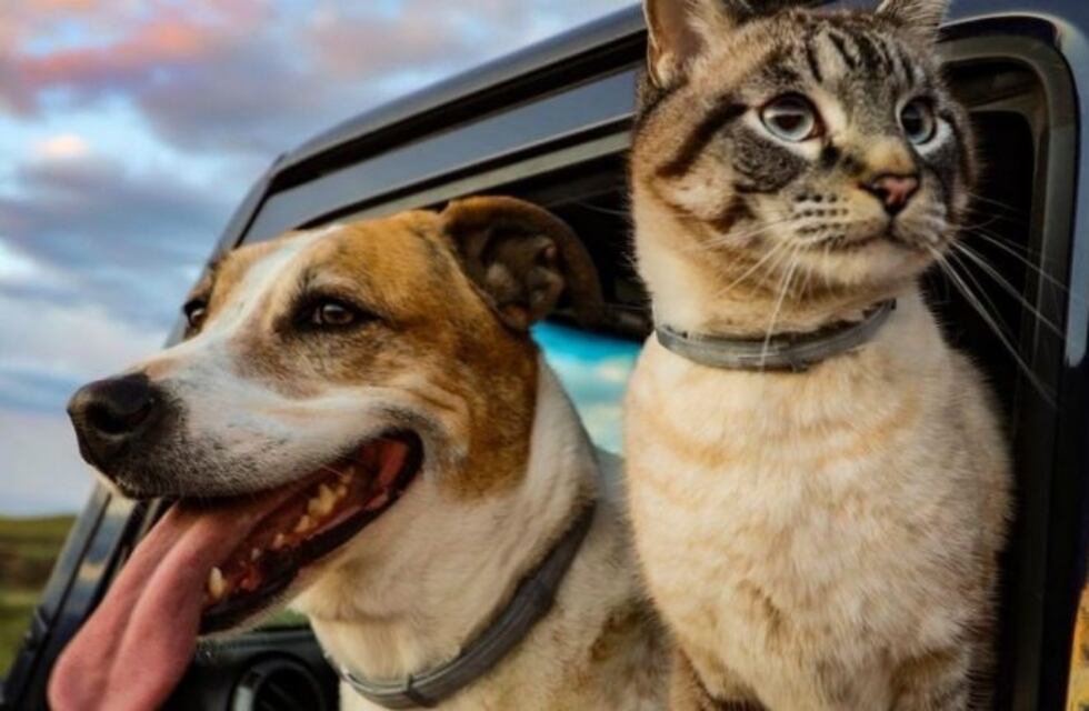La tierna amistad de un perro y un gato que es viral en redes