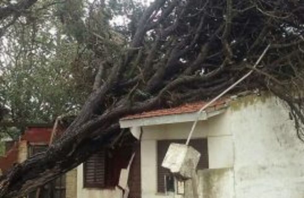 Más de 100 árboles caídos, cortes de energía y advertencias por trombas marinas en la Costa Atlántica