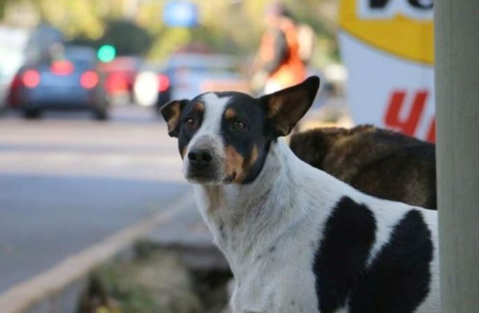 Salta ya cuenta con un hospital para animales