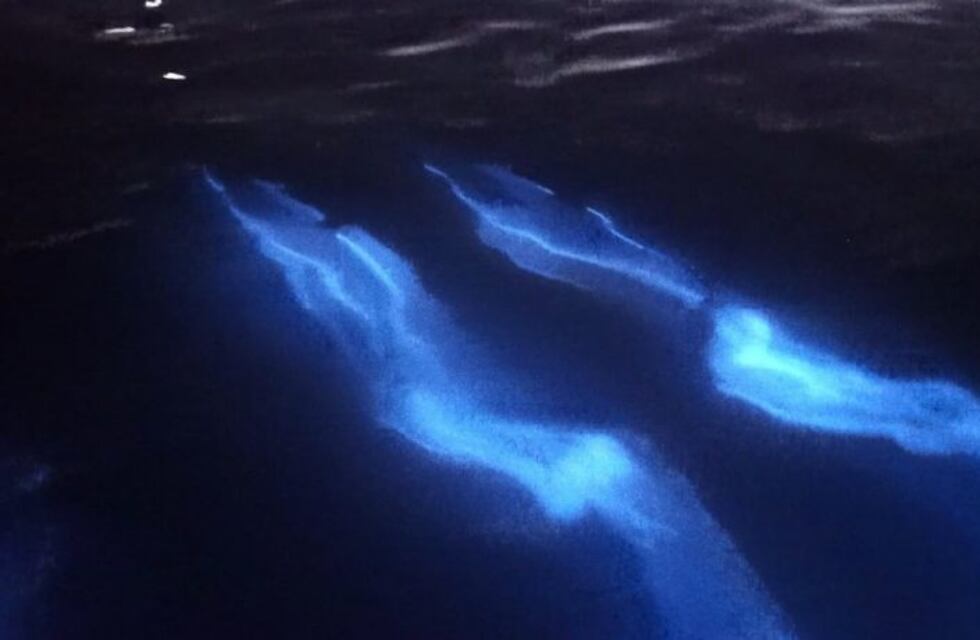 ¿Por qué brillan los delfines del video que se hizo viral en redes sociales?