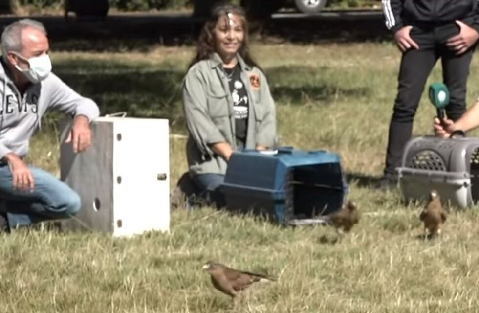 Día del Animal: liberaron cinco aves rapaces recuperadas del cautiverio