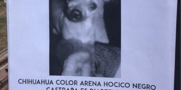 Xica es una chihuahua color arena con su hocico negro, se extravió y ofrecen 30 mil pesos de recompensa\u002E