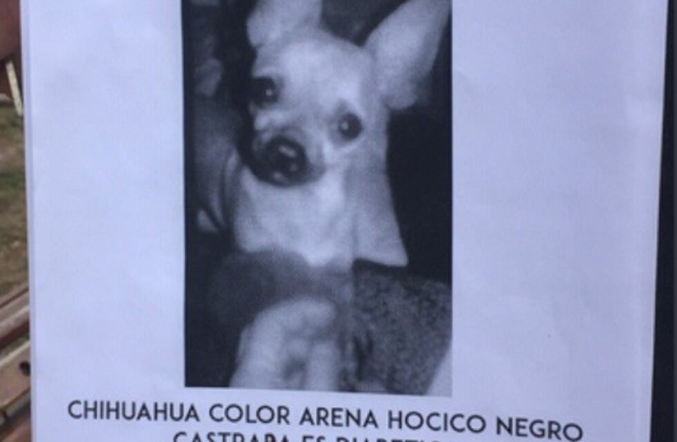 Recompensa: ofrecen $30 mil por una perra que se perdió en Mendoza