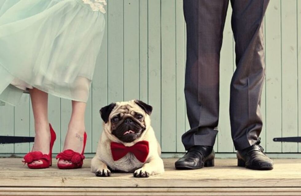 La historia de Tarzán, el perro que se ganó el cariño de todo un pueblo