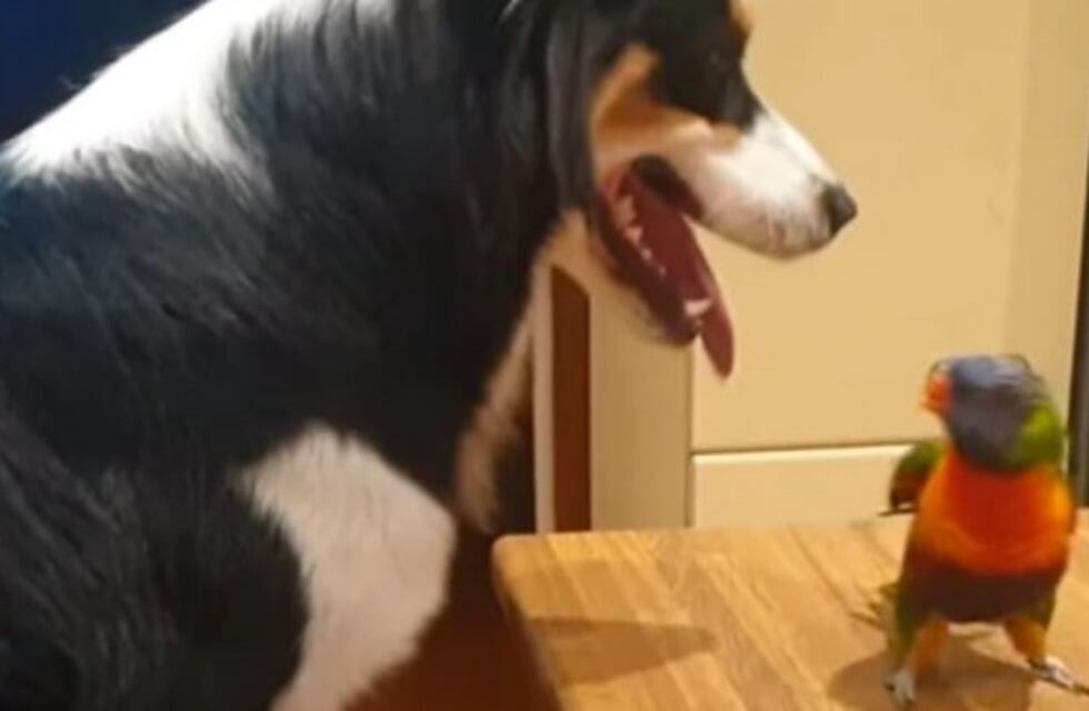 Un loro se enoja cuando su perro amigo lo deja de besar
