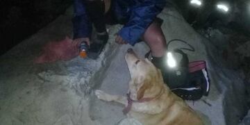 Rescataron un perro labrador herido en San Lorenzo\u002E (Policía de Salta)