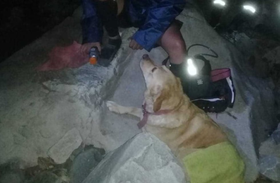 Rescataron un perro labrador herido en San Lorenzo