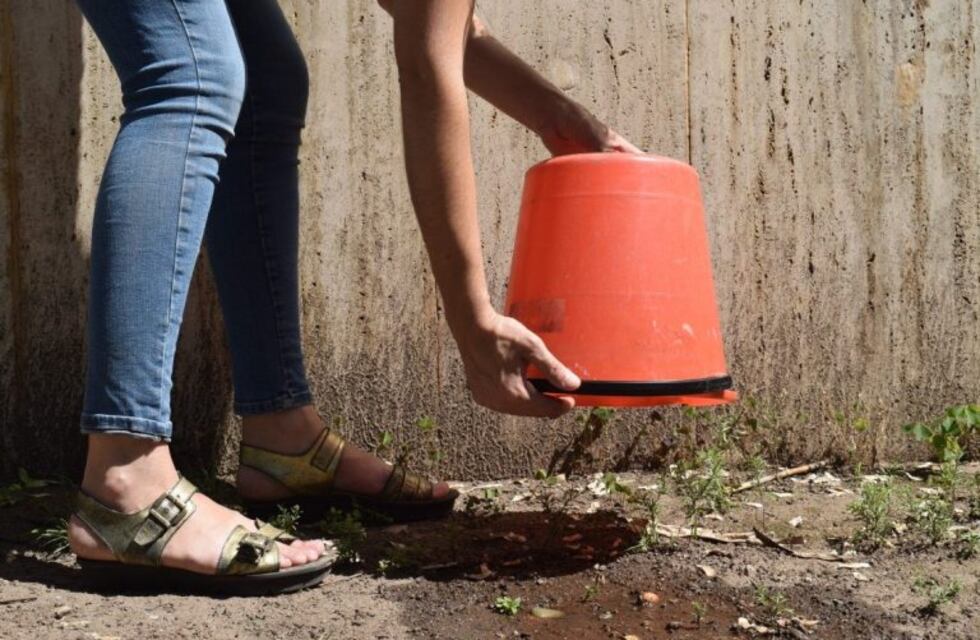 En prevención, Jujuy libra una batalla contra el mosquito Aedes