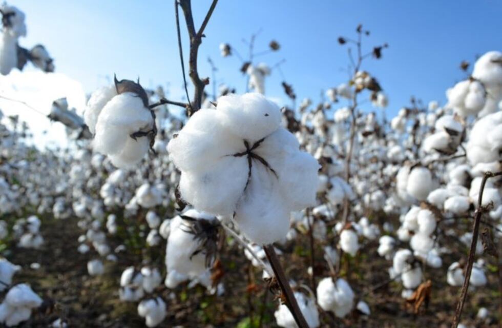 Peppo volvió a pedir una nueva ley de semillas en favor de las economías regionales