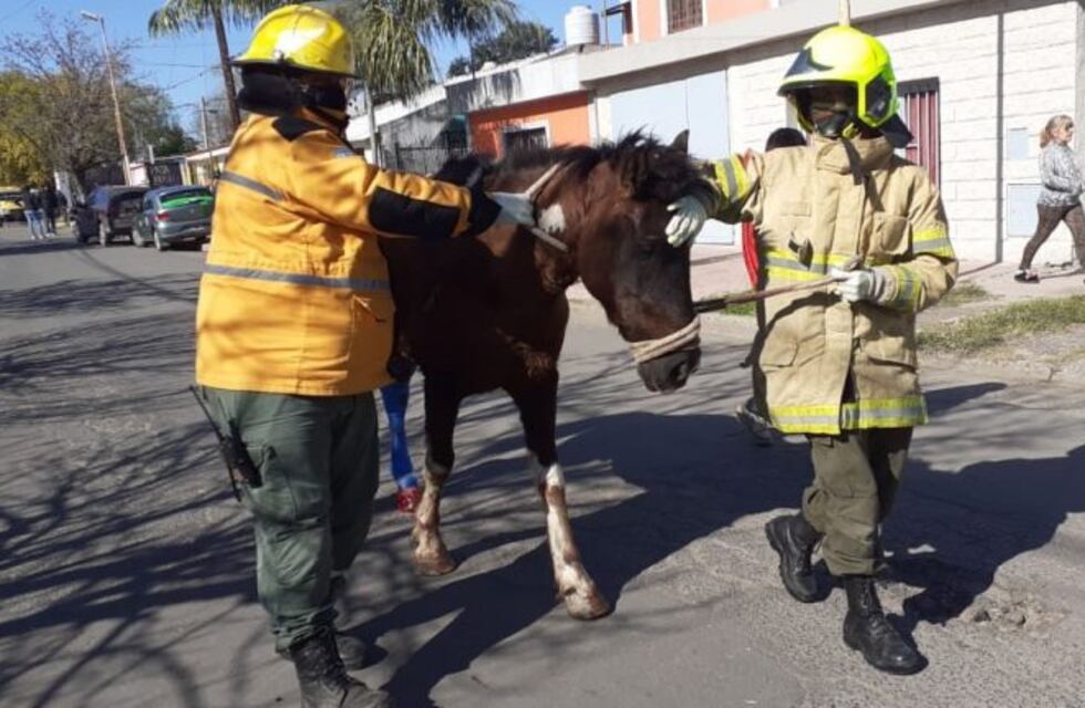Emotivo rescate de un caballo atrapado en una boca de tormenta