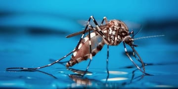 En una semana bajaron casi un 50% los casos de Dengue