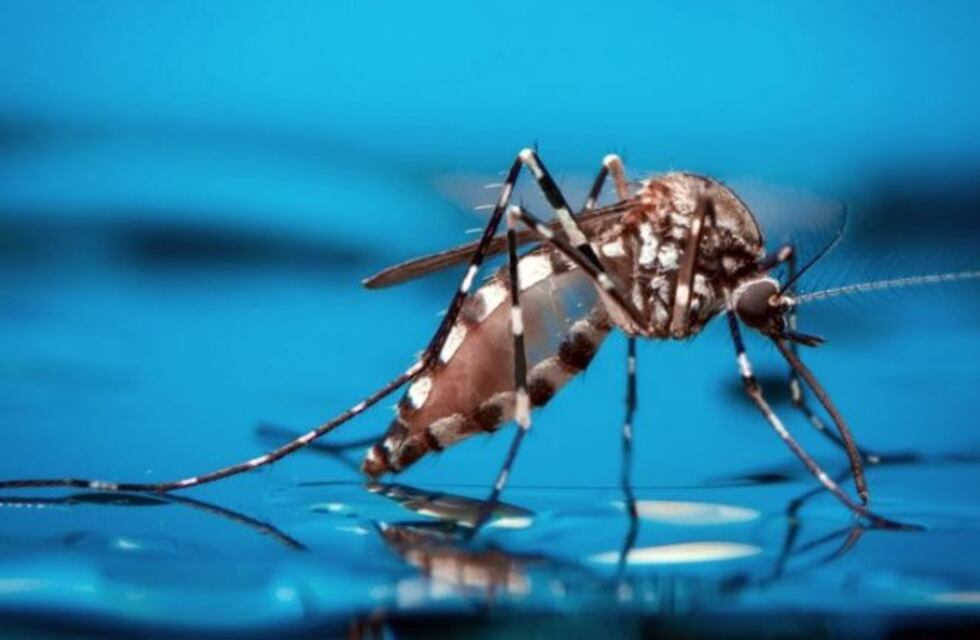 3510 casos confirmados de Dengue en la provincia