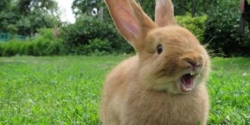 Desafío viral: encontrar el conejo escondido (Web)