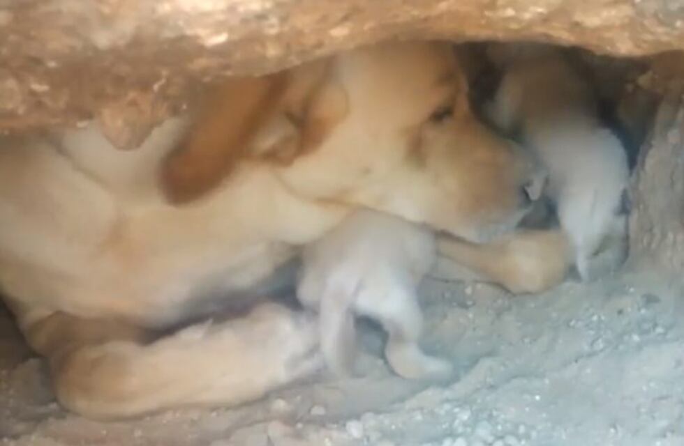 Crueldad animal: enterraron vivos a nueve cachorros recién nacidos