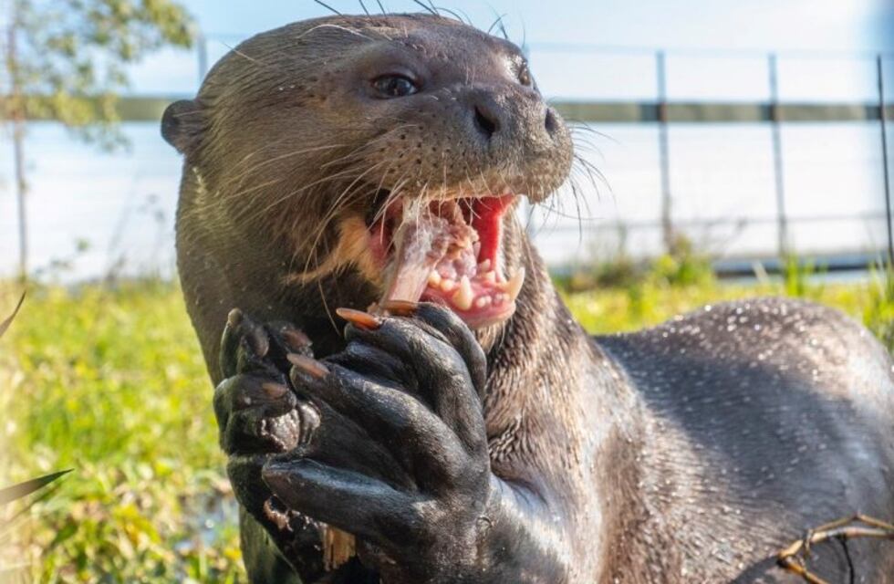 Alondra llegó a los Esteros del Iberá en Corrientes