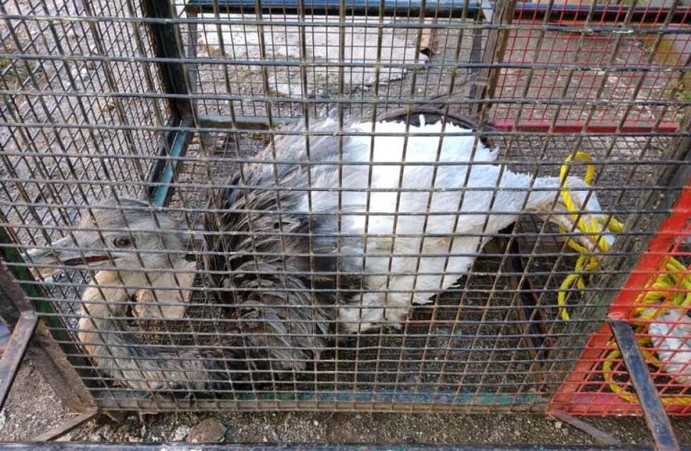 Secuestran animales silvestres en una casa en Unquillo