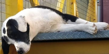 El perro vaca, popular en San Juan\u002E