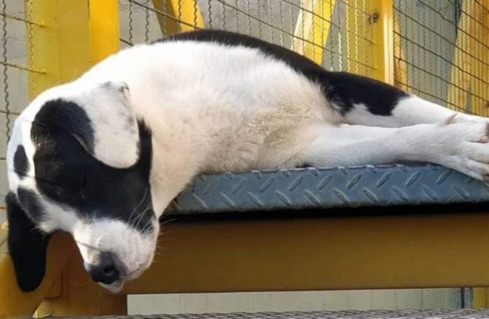 El perro callejero de una universidad sanjuanina que es furor en Instagram