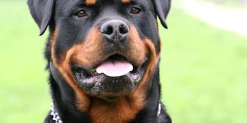 Gracioso pedido de ayuda de un perro para recuperar su juguete (Web)