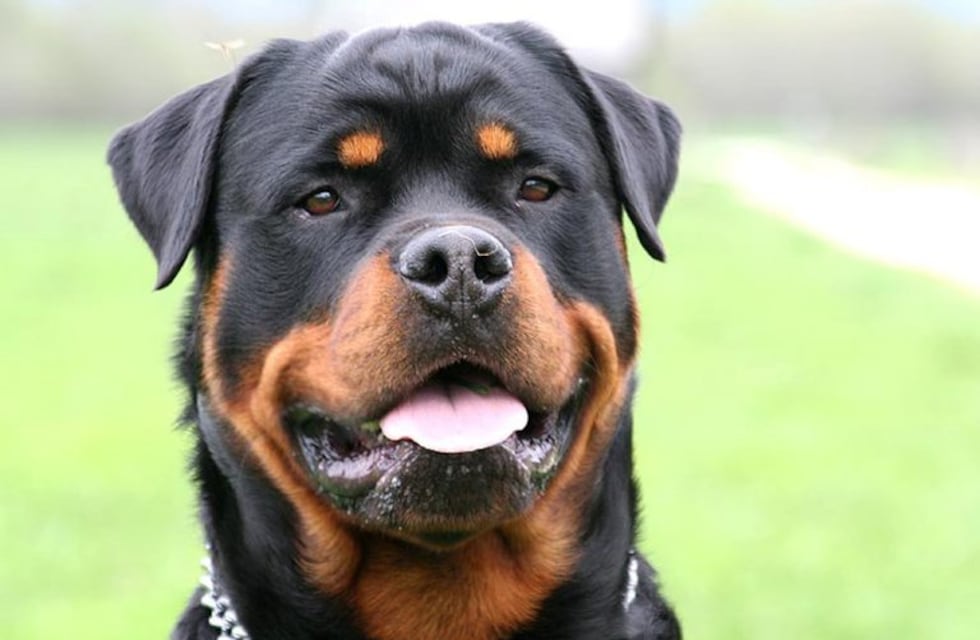 Gracioso pedido de ayuda de un perro para que su dueña le alcance su juguete perdido