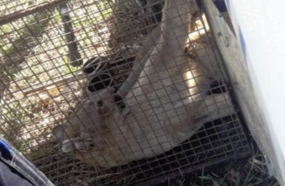 Oncativo: despertó y había un puma en el patio de su casa