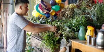 Yuyos para el tereré en Paraguay\u002E (Itapúa TV)