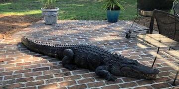 Una familia encontró un cocodrilo gigante paseando por el patio de su casa (Foto: web)