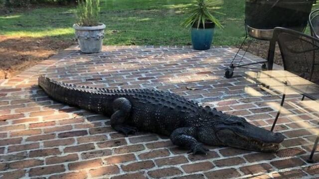 Una familia encontró un cocodrilo gigante paseando por el patio de su casa (Foto: web)