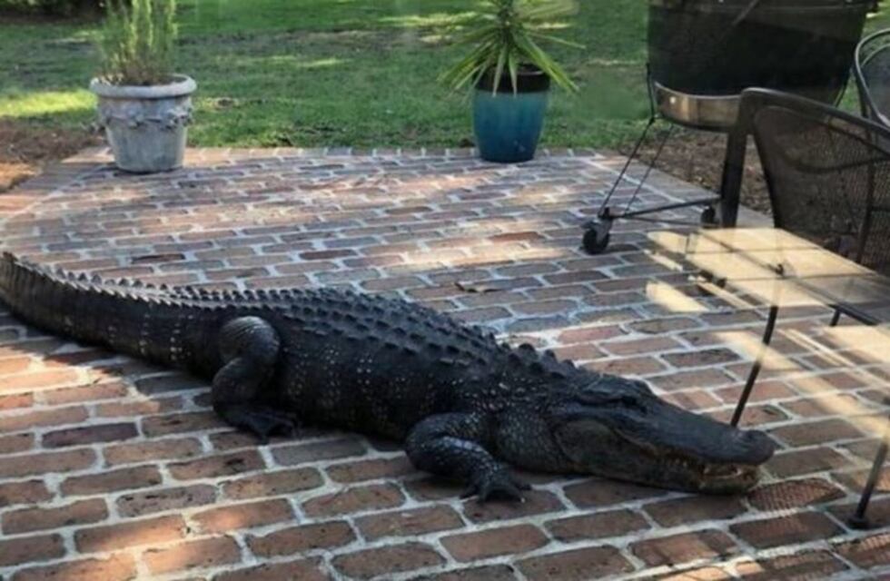 Una familia encontró un cocodrilo gigante paseando por el patio de su casa