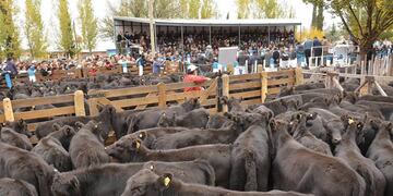 La ganadería de cría está en alza en el sur mendocino acompañada por los buenos precios de los terneros.