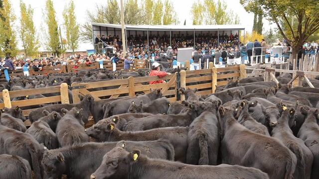 La ganadería de cría está en alza en el sur mendocino acompañada por los buenos precios de los terneros.