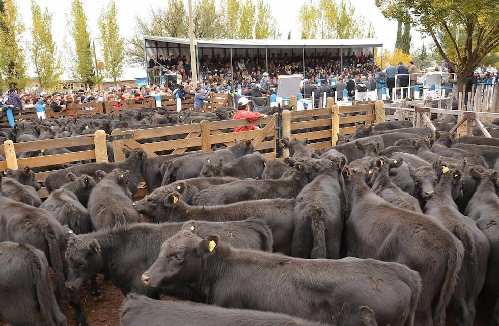 La ganadería en Mendoza atraviesa un veranito en los precios