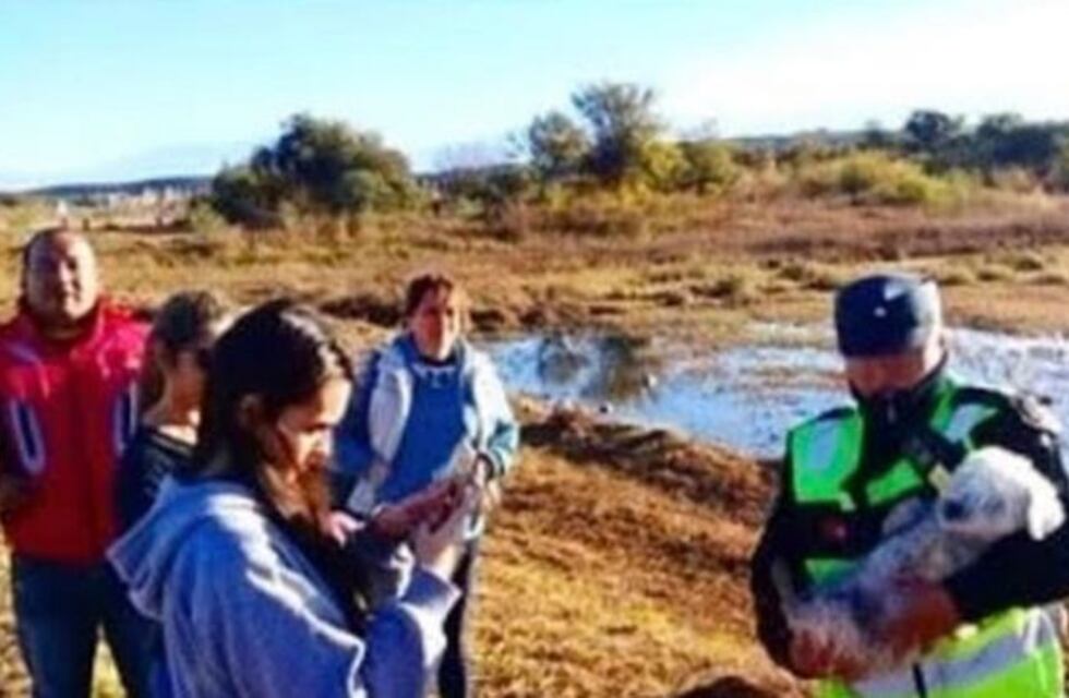 Final feliz para una perrita atrapada en la laguna del Parque Bicentenario