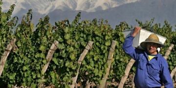 Vitivinicultura en crisis.