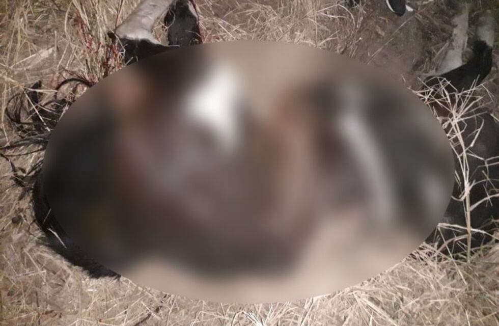 Colonia Caroya: murieron dos caballos tras chocarse contra un camión